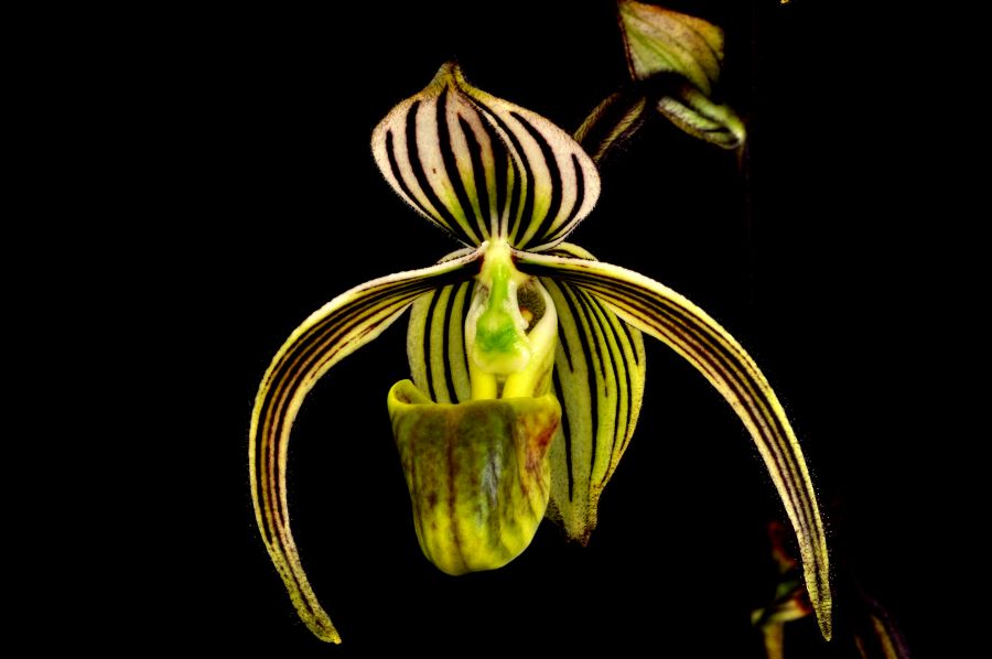 Paph. randsii? (2)